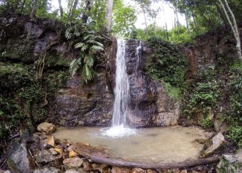 Foto: Caminhos da Floresta