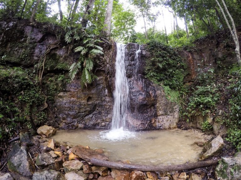 Foto: Caminhos da Floresta