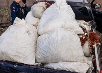 Foto: Agência Pará