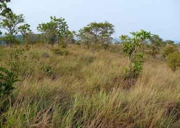 Foto: Rodrigo Fadini/Arquivo pessoal