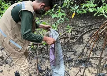 Foto: Divulgação / Arquivo Semas