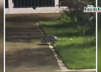 Tatu é flagrado passeando na Orla de Altamira/PA; veja o vídeo