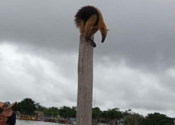 Foto: Reprodução/Debate de Carajás