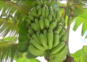 Foto: TVCA/Reprodução