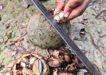 Foto: Jefferson Moreira / IDEFLOR-Bio