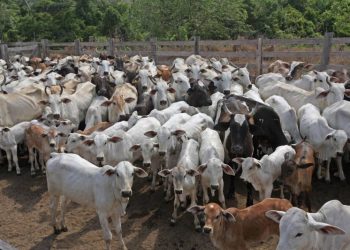 Foto: Sidney Oliveira/Ag. Pará