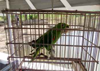 Crédito: Ascom Ideflor