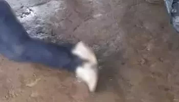 Foto: Reprodução/ Correio de Carajás