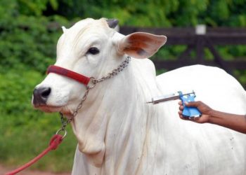 Foto: Agência Pará