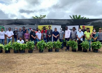 Secretaria de Agricultura de Altamira comemora a produção e doação de mais de 44 mil mudas