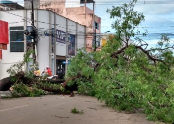 Árvore cai no Centro Comercial de Altamira e por pouco não atinge duas pessoas; veja o vídeo