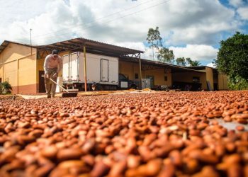 Foto: Pedro Guerreiro / Ag. Pará