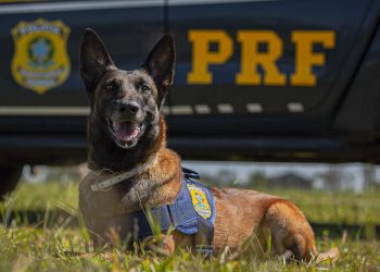 ´Foto: Divulgação - PRF/PA