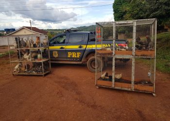 Foto: Divulgação PRF/PA