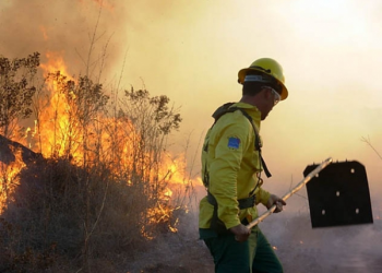 Ibama oferta mais de mil vagas com salários de até R$ 6 mil