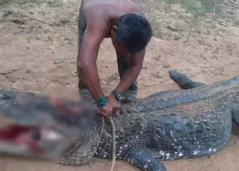 Jacaré que matou criança em Itaituba é supostamente abatido pelo pai da vítima