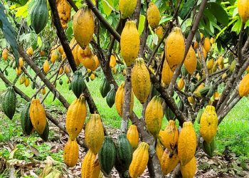 Foto: Wilson Soares / A Voz do Xingu