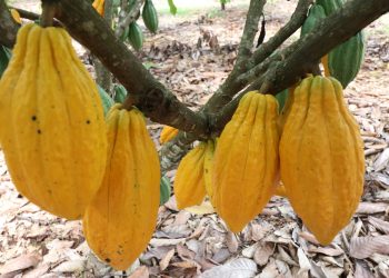 Manejo de Alta Produtividade do Cacau do Pará é tema de seminário realizado em Medicilândia/PA