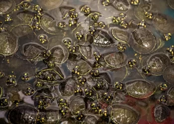 Foto: Divulgação/Agência Santarém