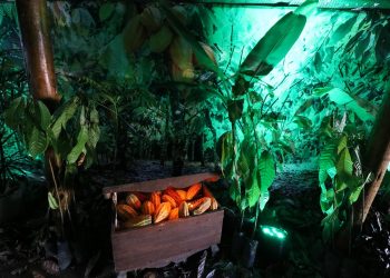 Foto: Wilson Soares /A Voz do XIngu