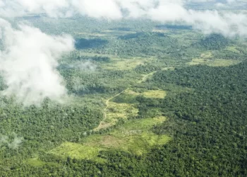 Terra Indígena Cachoeira Seca, na região do Xingu, no Pará. — Foto: Lilo Clareto / ISA