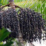 Belém concorre a prêmio nacional de melhor destino de turismo gastronômico