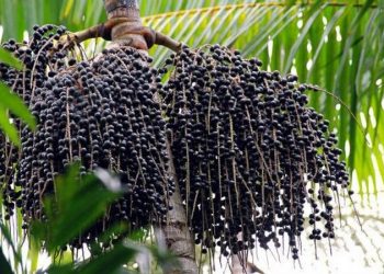 Curso de manejo de açaí de terra firme reúne produtores e técnicos da região do Xingu