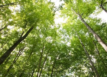 Prefeitura de Altamira se posiciona sobre ranking dos que mais emitem gases do efeito estufa