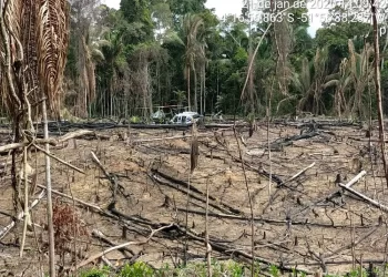Foto: Divulgação/Ibama