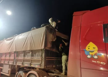 Madeira foi apreendida pela PRF na sexta (10) — Foto: PRF/Divulgação