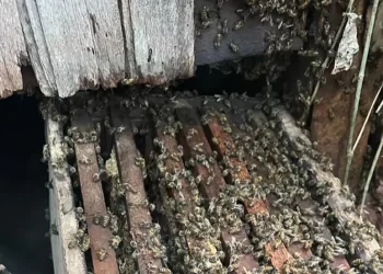 Foto: Miguel Neto/Divulgação