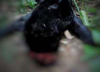 Foto: Reprodução das Redes Sociais