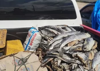 Foto: Divulgação/Adepará