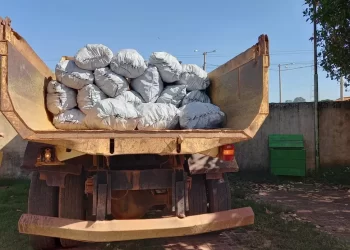 Foto: Polícia Civil de Rurópolis