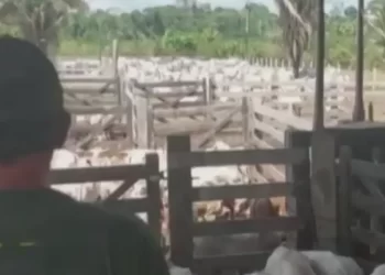 Gado apreendido em terra indígena é levado para abate sanitário em Altamira — Foto: Ibama