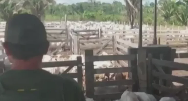 Gado apreendido em terra indígena é levado para abate sanitário em Altamira — Foto: Ibama