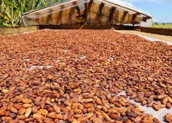 Foto: Bruno Cecim / Agência Pará