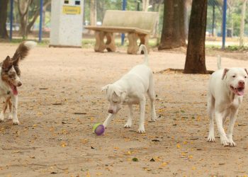 Foto: Rovena Rosa/Agência Brasil