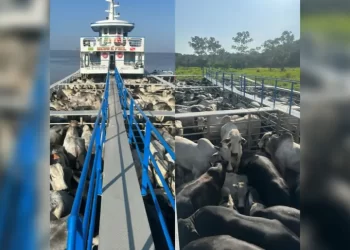 Foto: Ascom Sefa / Divulgação