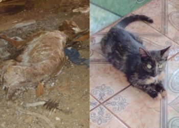 (Foto: Reprodução / Polícia Civil )