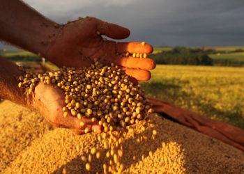 Em agosto, IBGE prevê safra de 3,8 milhões de toneladas em 2022 para o Pará