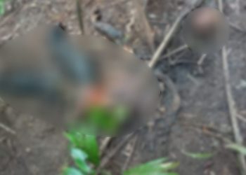 Corpo em decomposição é encontrado em área de mata no município de Anapu, no Pará