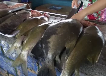 Foto: Reprodução/TV Tapajós