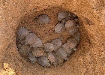 Foto: Divulgação/MP