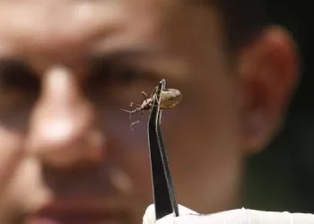 Foto: Igor Mota / O Liberal / Arquivo
