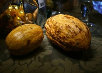 Foto: Agência Pará