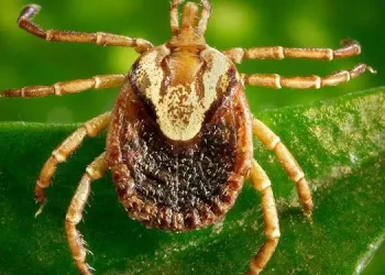 Foto: Eduardo Rocha / O Libera