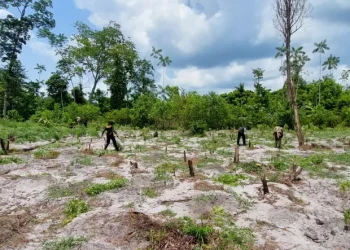 PF destrói milhares de pés de maconha dentro de terra indígena no Pará. — Foto: Reprodução / PF-PA