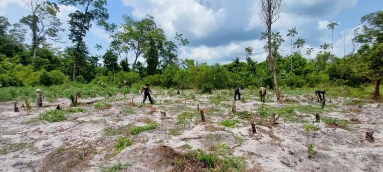 PF destrói milhares de pés de maconha dentro de terra indígena no Pará. — Foto: Reprodução / PF-PA