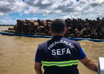 Sefa apreende 126,6m³ de madeira em tora durante fiscalização em Óbidos
